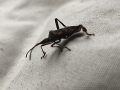 Leptoglossus occidentalis