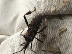 Leptoglossus occidentalis