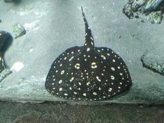 Potamotrygon motoro
