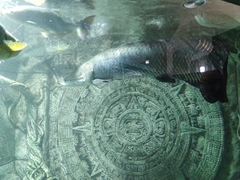 Arapaima gigas