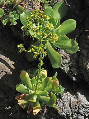 Aeonium canariense subsp. virgineum image