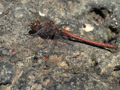 Sympetrum nigrifemur