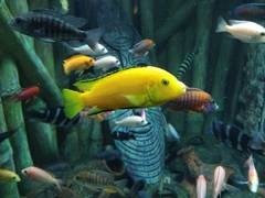 Labidochromis caeruleus