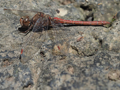 Sympetrum nigrifemur