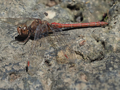 Sympetrum nigrifemur