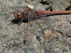 Sympetrum nigrifemur
