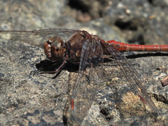 Sympetrum nigrifemur