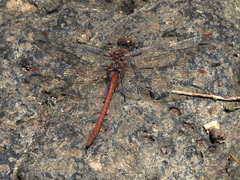Sympetrum nigrifemur