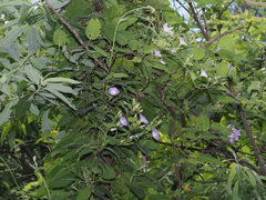 Convolvulus canariensis image