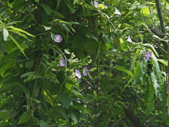 Convolvulus canariensis image