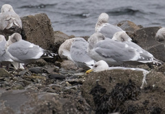 Larus glaucoides thayeri