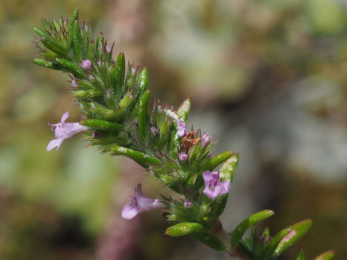 Micromeria canariensis image