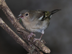 Fringilla coelebs canariensis