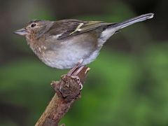 Fringilla coelebs canariensis