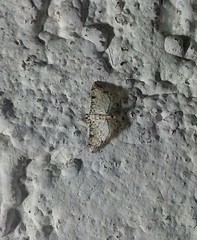 Hileithia approprialis