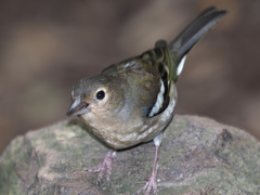 Fringilla coelebs canariensis