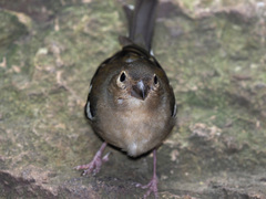 Fringilla coelebs canariensis