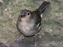 Fringilla coelebs canariensis