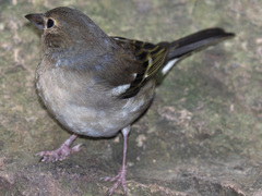 Fringilla coelebs canariensis