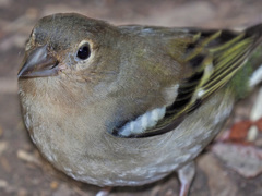 Fringilla coelebs canariensis