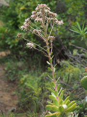 Aeonium percarneum image