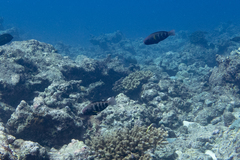 Chlorurus capistratoides