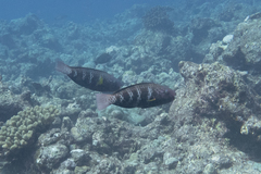 Chlorurus capistratoides