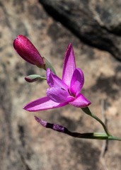 Hesperantha curvula