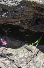 Hesperantha curvula
