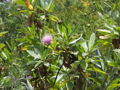 Cheirolophus arbutifolius image