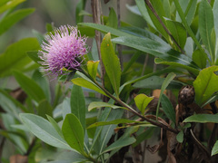 Cheirolophus arbutifolius image