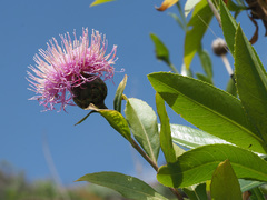 Cheirolophus arbutifolius image