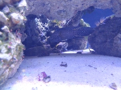 Epinephelus coeruleopunctatus