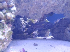 Epinephelus coeruleopunctatus