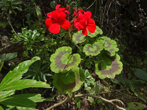 Pelargonium × hybridum