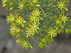 Aeonium canariense subsp. virgineum image