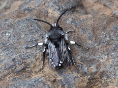 Melecta curvispina