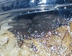 Selenocosmia