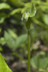 Ligularia calthifolia