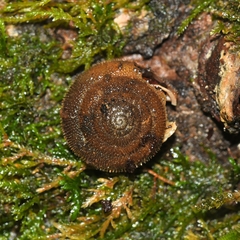 Vespericola marinensis