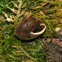 Vespericola marinensis