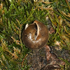 Vespericola marinensis