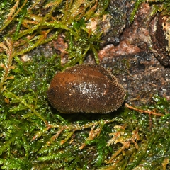 Vespericola marinensis