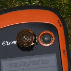 Vespericola marinensis