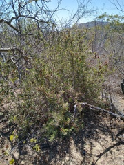 Castela peninsularis