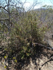 Castela peninsularis