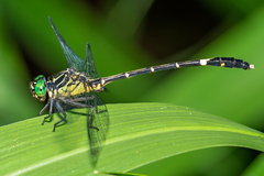 Austrogomphus prasinus