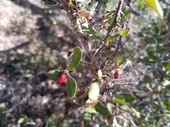 Castela peninsularis
