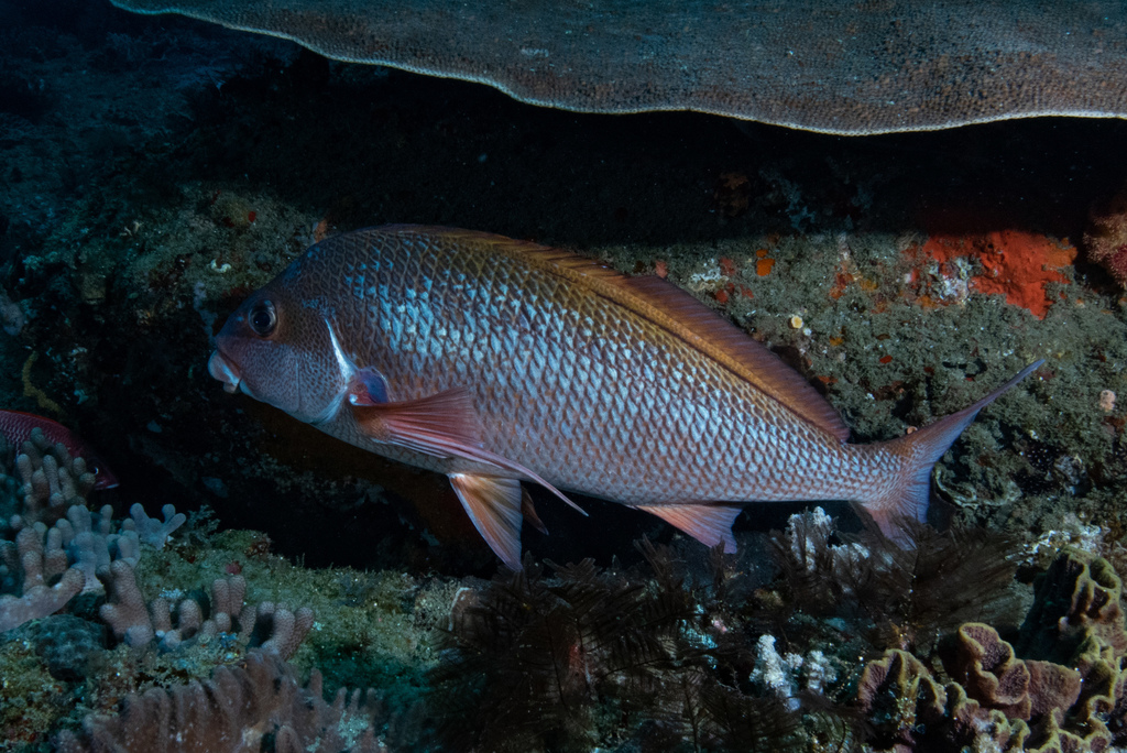 Natal Fingerfin