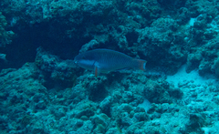 Chlorurus capistratoides